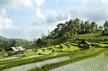 Fototapeta na wymiar Krajobraz pole ryżu w Bali Indonezja