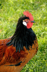 chicken Cock Rooster