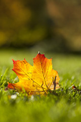 Ahornblatt im Herbst