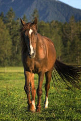 pferd warmblut fuchs quarterhorse weide wald