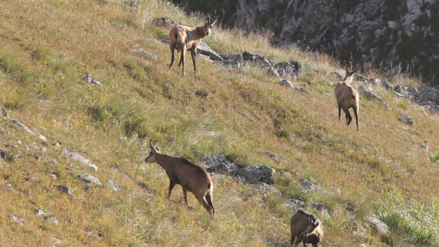 chamois