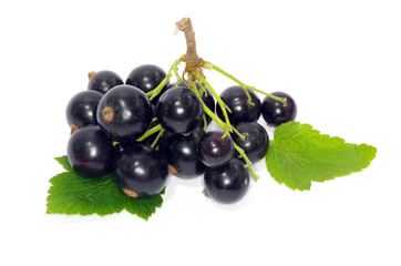 black currant
