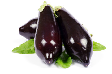 aubergine