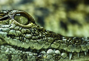 Fototapeten Krokodil © Gregor  Luschnat