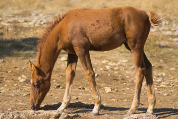 The young of a horse (foal) eating some dry grass.