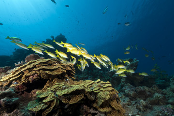 Fototapeta na wymiar Blue-striped snappers in the Red Sea.