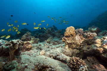 Fototapeta na wymiar Crocodilefish in the Red Sea.