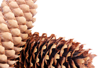 cone spruce