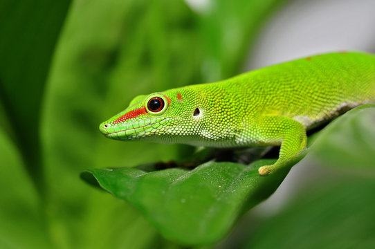 Madagaskar Taggecko im Grünen
