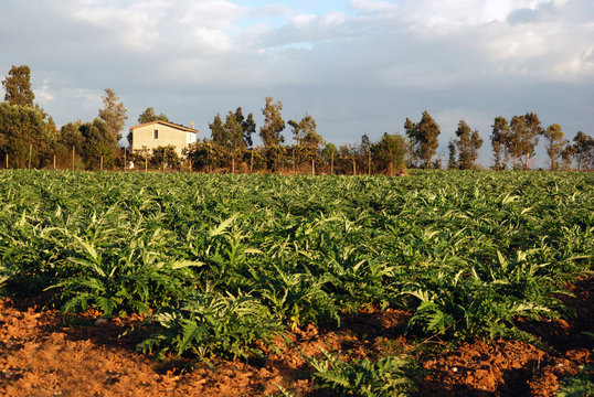 coltivazione del carciofo