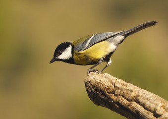 Obraz premium Great Tit