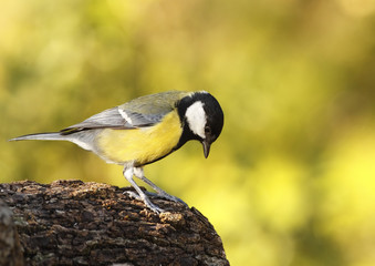 Great Tit