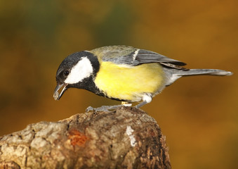 Fototapeta premium Great Tit