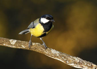 Great Tit