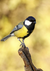 Obraz premium Great Tit