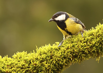 Obraz premium Great Tit