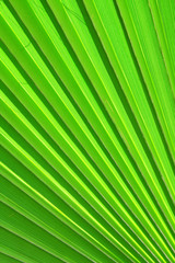 Obraz premium Image of green palm leaf colseup