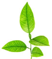 Naklejka na ściany i meble Image of green plant isolated over white