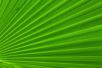 Obraz premium Image of green palm leaf colse-up