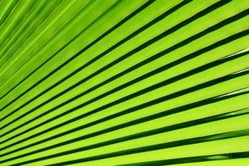 Foto auf Acrylglas Antireflex Bild von grünem Palmblatt colseup © strixcode