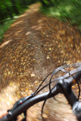 Riding mountain bike in forest