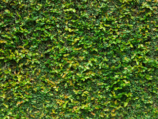 Green creeper leaves