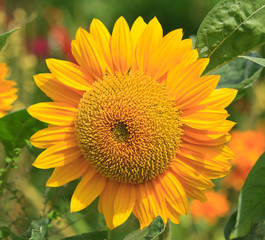 Sun Flower