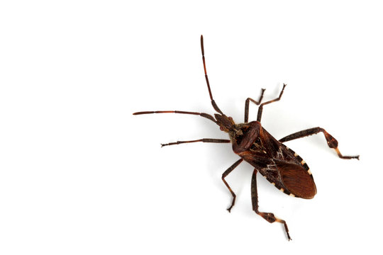 Leptoglossus Occidentalis