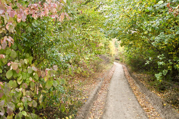 Fototapeta premium Autumn forest