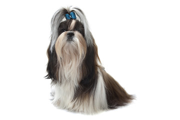 shih tzu assis très digne - fierté