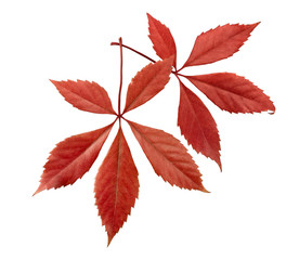 Autumnal ornament, red leaves