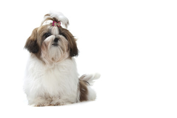 jeune shih tzu assis de face