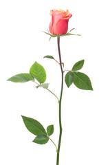 single rose isolated on white background