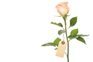 single rose with a blank tag