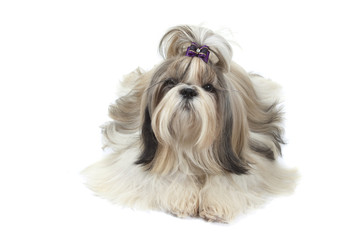 shih tzu très poilu