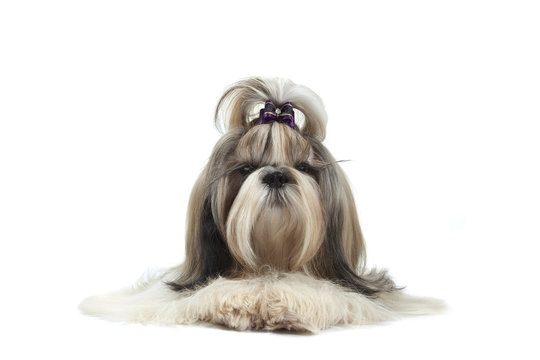 air bougon dy shih tzu de mauvaise humeur