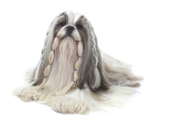 shih tzu tressé assis en studio