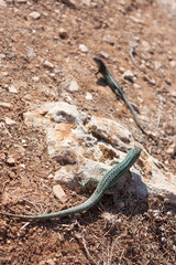 Formentera lizard