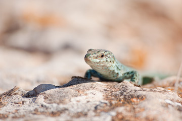 Formentera lizard
