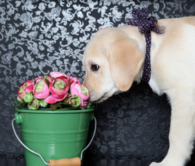 The beautiful dog smells flowers