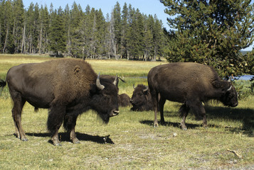 Bison d'Amérique; Parc national Yellowstone; Etas Unis