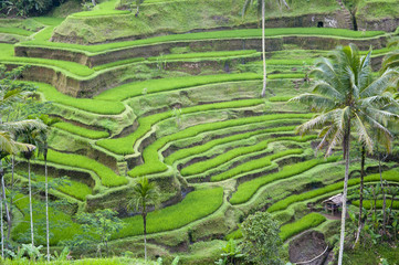 Rice terrace