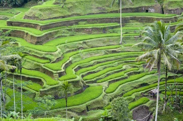 Papier Peint photo Lavable Indonésie Rice terrace