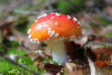 Fliegenpilz im Nationalpark Kellerwald