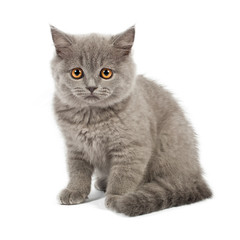 Fototapeta premium British kitten