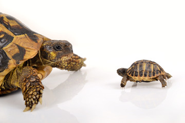 Face à face tortue et bébé tortue hermann