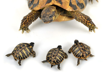 Tortue face à 3 bébés tortues Hermann