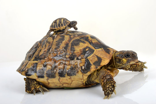 Tortue Herman et b&eacute;b&eacute; tortue sur le dos