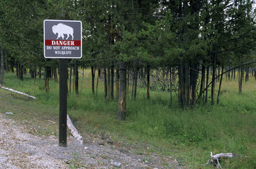 Bison d'Amérique; Parc national Yellowstone; Etas Unis