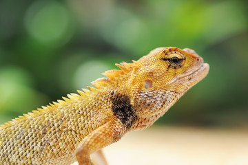 Wild lizard